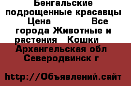 Бенгальские подрощенные красавцы. › Цена ­ 20 000 - Все города Животные и растения » Кошки   . Архангельская обл.,Северодвинск г.